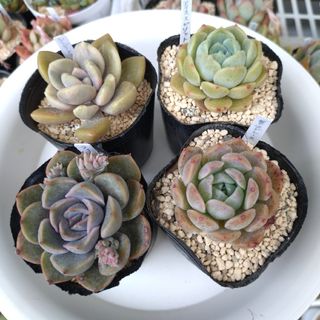 多肉植物　抜き苗